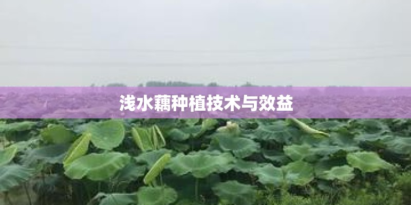 浅水藕种植技术与效益