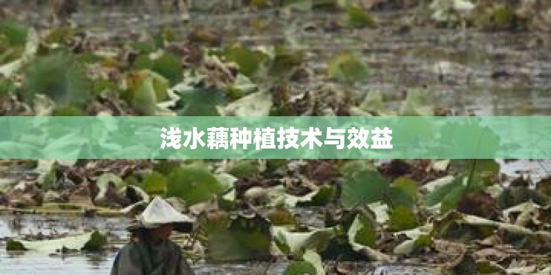 浅水藕种植技术与效益