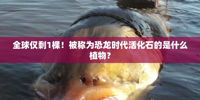 全球仅剩1棵！被称为恐龙时代活化石的是什么植物？