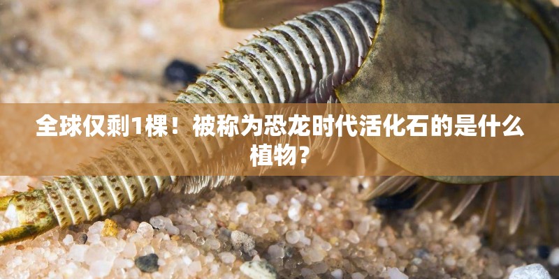 全球仅剩1棵！被称为恐龙时代活化石的是什么植物？