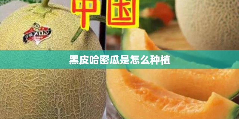 黑皮哈密瓜是怎么种植