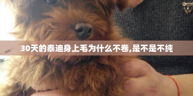 30天的泰迪身上毛为什么不卷,是不是不纯