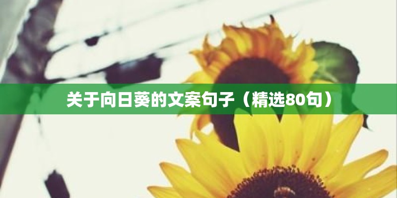 关于向日葵的文案句子（精选80句）