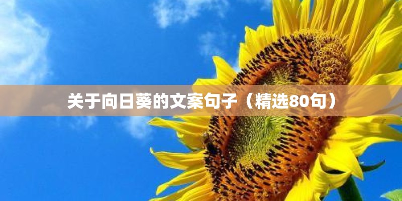 关于向日葵的文案句子（精选80句）