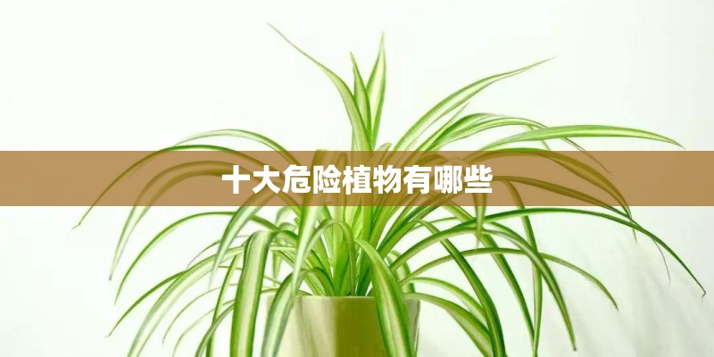 十大危险植物有哪些