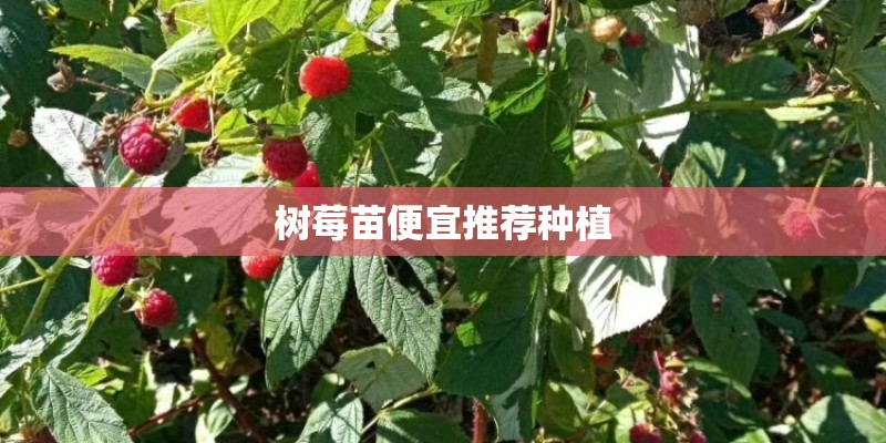 树莓苗便宜推荐种植