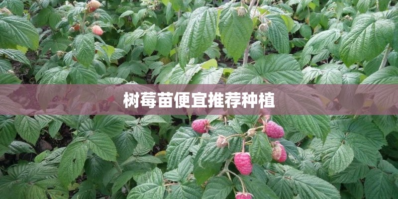 树莓苗便宜推荐种植