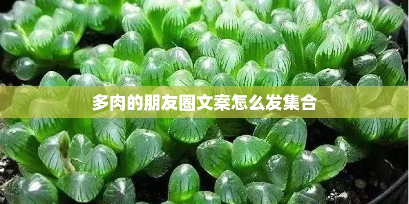 多肉的朋友圈文案怎么发集合