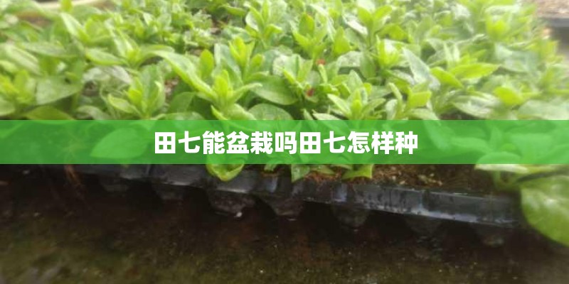 田七能盆栽吗田七怎样种