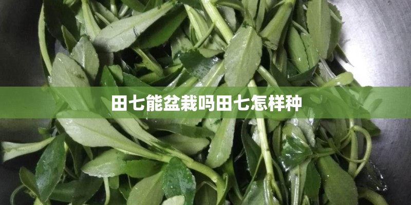 田七能盆栽吗田七怎样种