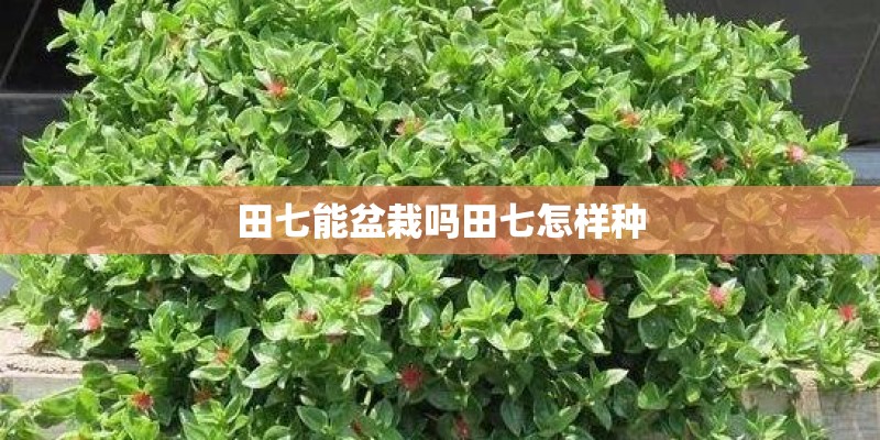 田七能盆栽吗田七怎样种