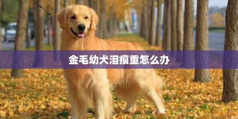 金毛幼犬泪痕重怎么办
