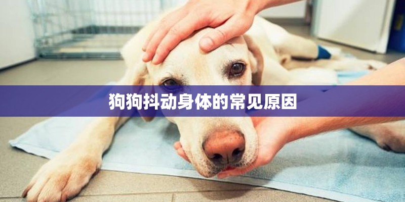 狗狗抖动身体的常见原因