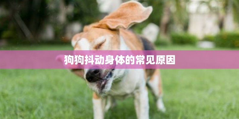 狗狗抖动身体的常见原因
