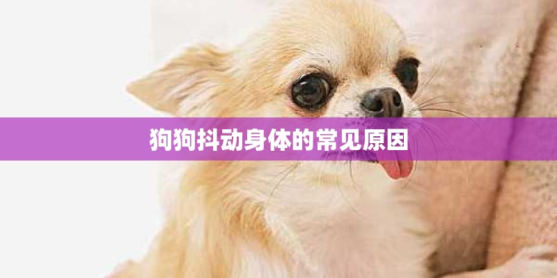 狗狗抖动身体的常见原因