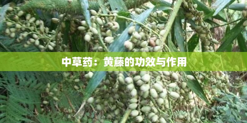 中草药：黄藤的功效与作用