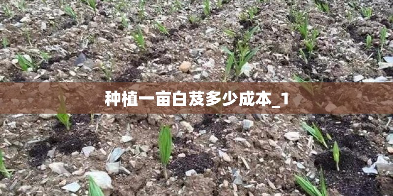 种植一亩白芨多少成本_1