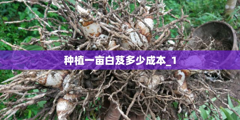 种植一亩白芨多少成本_1