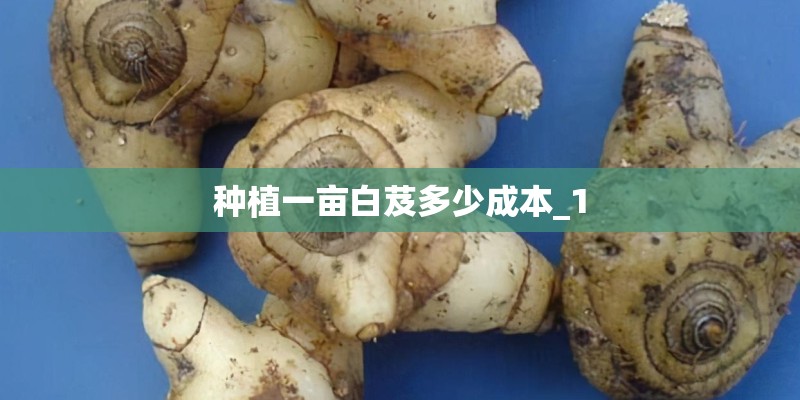种植一亩白芨多少成本_1