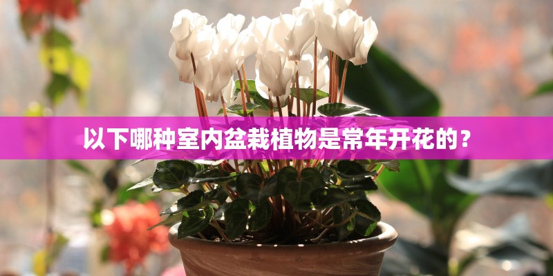 以下哪种室内盆栽植物是常年开花的？