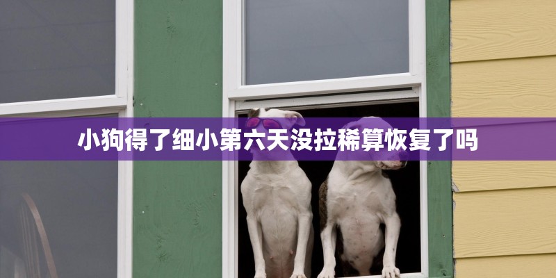 小狗得了细小第六天没拉稀算恢复了吗