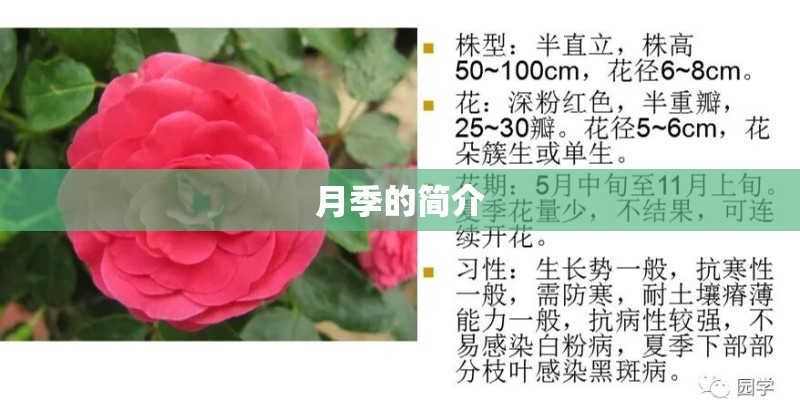 月季的简介