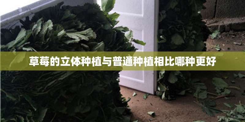 草莓的立体种植与普通种植相比哪种更好