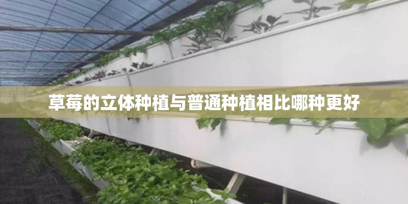 草莓的立体种植与普通种植相比哪种更好