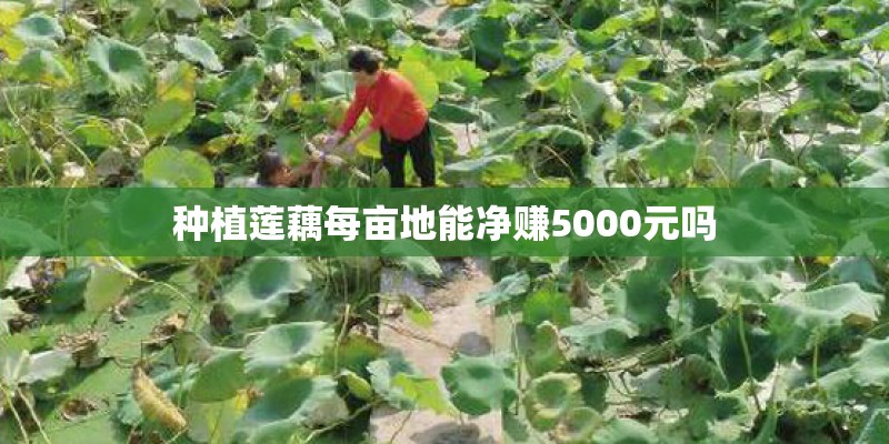 种植莲藕每亩地能净赚5000元吗