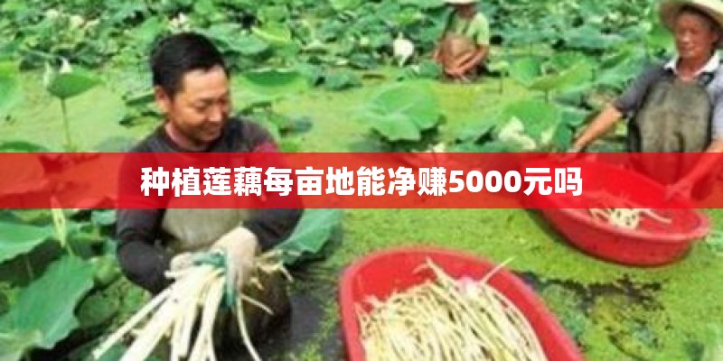 种植莲藕每亩地能净赚5000元吗