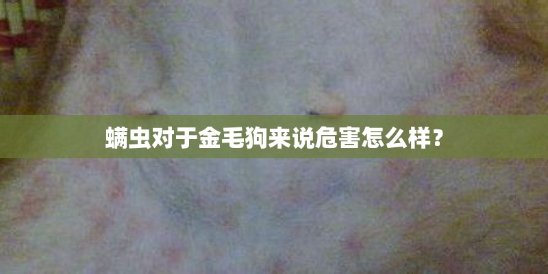 螨虫对于金毛狗来说危害怎么样？