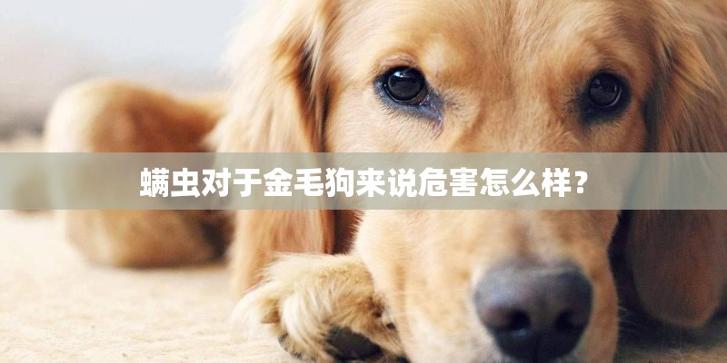 螨虫对于金毛狗来说危害怎么样？