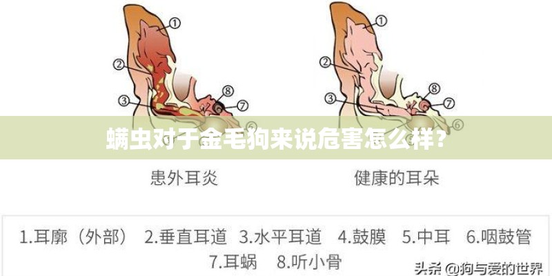 螨虫对于金毛狗来说危害怎么样？