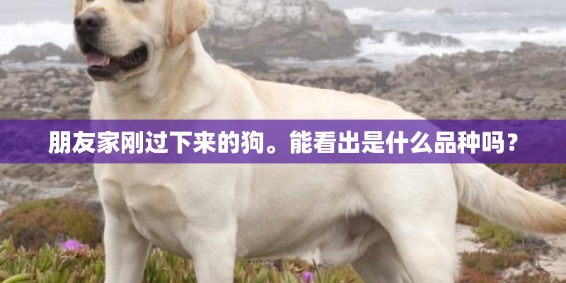 朋友家刚过下来的狗。能看出是什么品种吗？