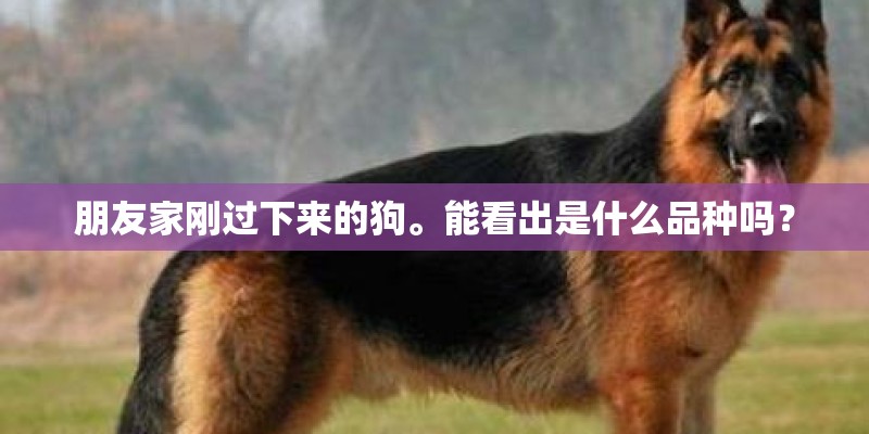 朋友家刚过下来的狗。能看出是什么品种吗？