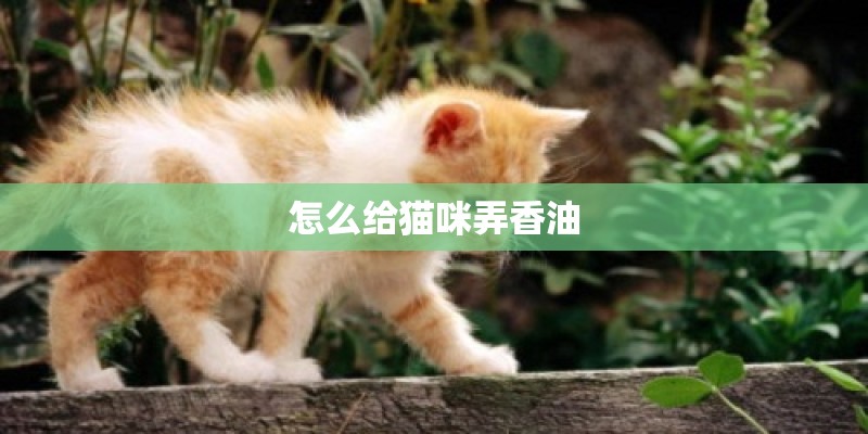 怎么给猫咪弄香油