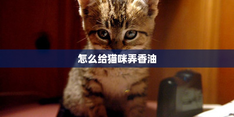 怎么给猫咪弄香油