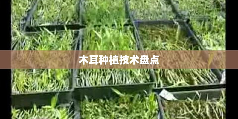木耳种植技术盘点