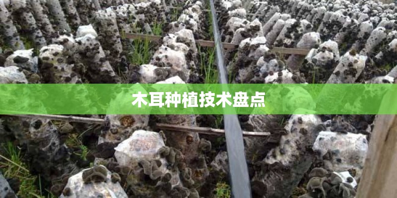 木耳种植技术盘点