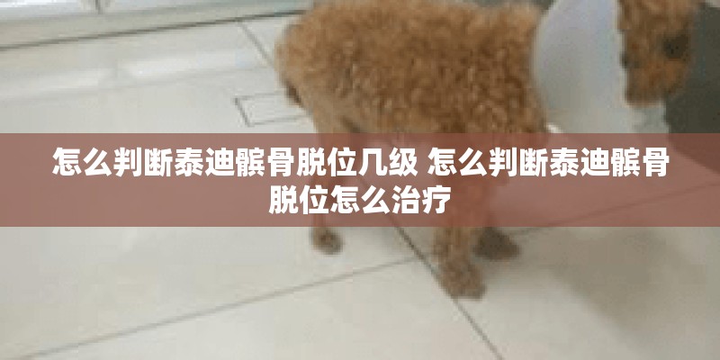 怎么判断泰迪髌骨脱位几级 怎么判断泰迪髌骨脱位怎么治疗
