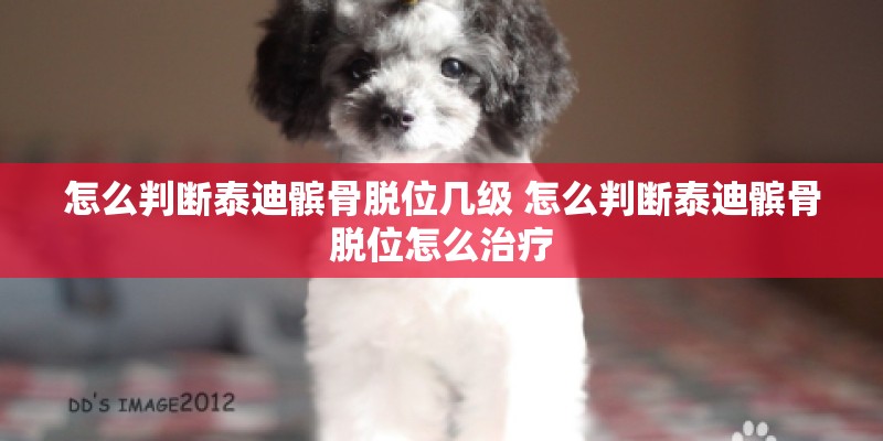 怎么判断泰迪髌骨脱位几级 怎么判断泰迪髌骨脱位怎么治疗