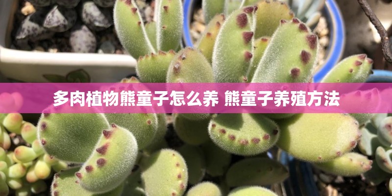 多肉植物熊童子怎么养 熊童子养殖方法