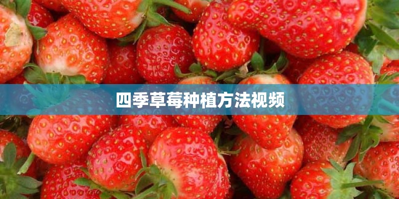 四季草莓种植方法视频