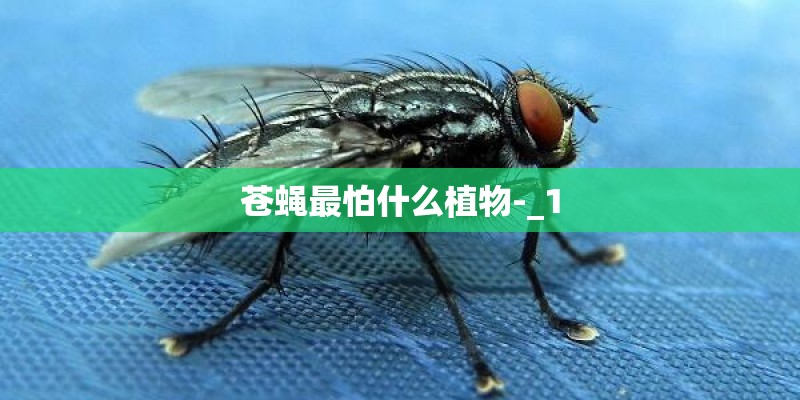 苍蝇最怕什么植物-_1