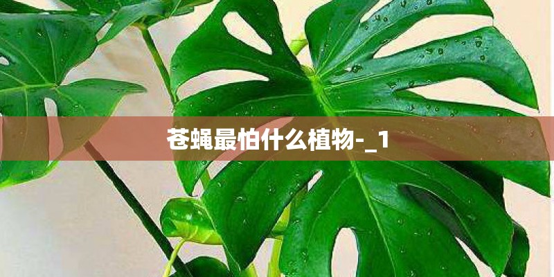 苍蝇最怕什么植物-_1