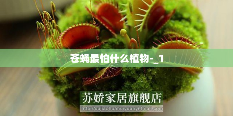 苍蝇最怕什么植物-_1