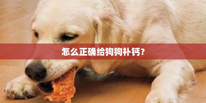 怎么正确给狗狗补钙？