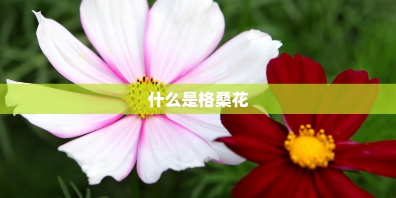 什么是格桑花