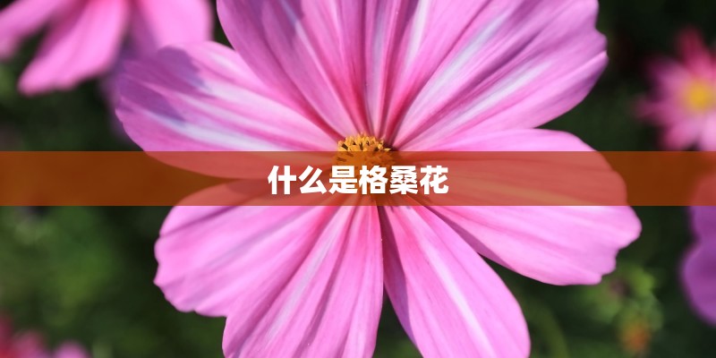 什么是格桑花
