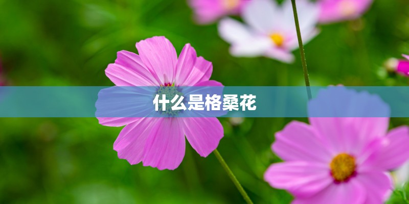 什么是格桑花